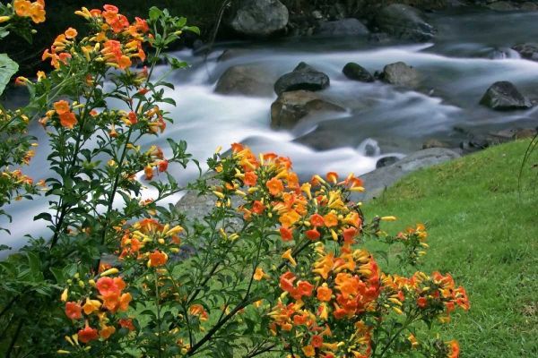 Costa Rica, Savegre River Valley Wildflowers